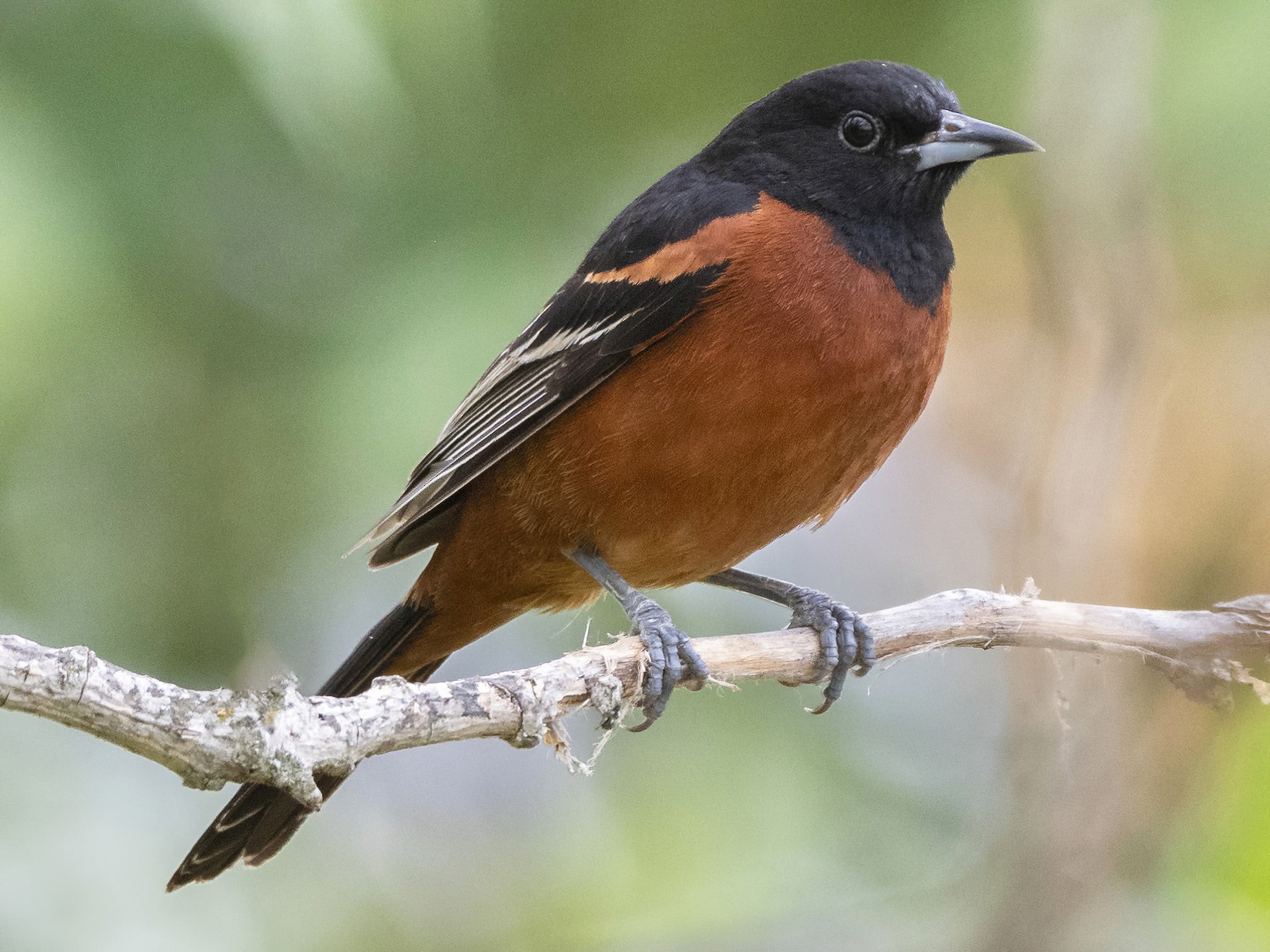 Orioles of the United States: A Photo List of All Bird Species