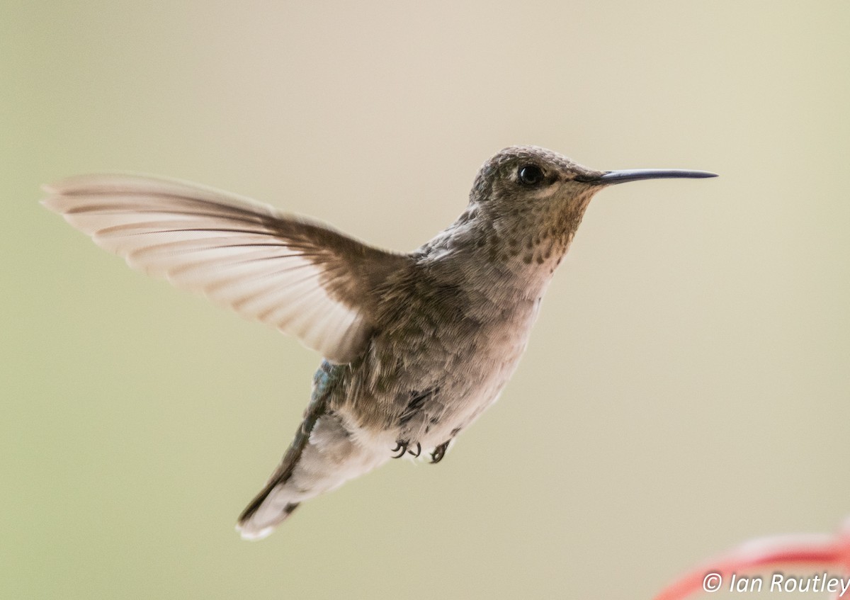 Anna's Hummingbird - ML30635231