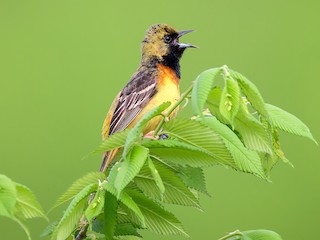 雄未成鳥 (Orchard) - Daniel Grossi - ML306353291