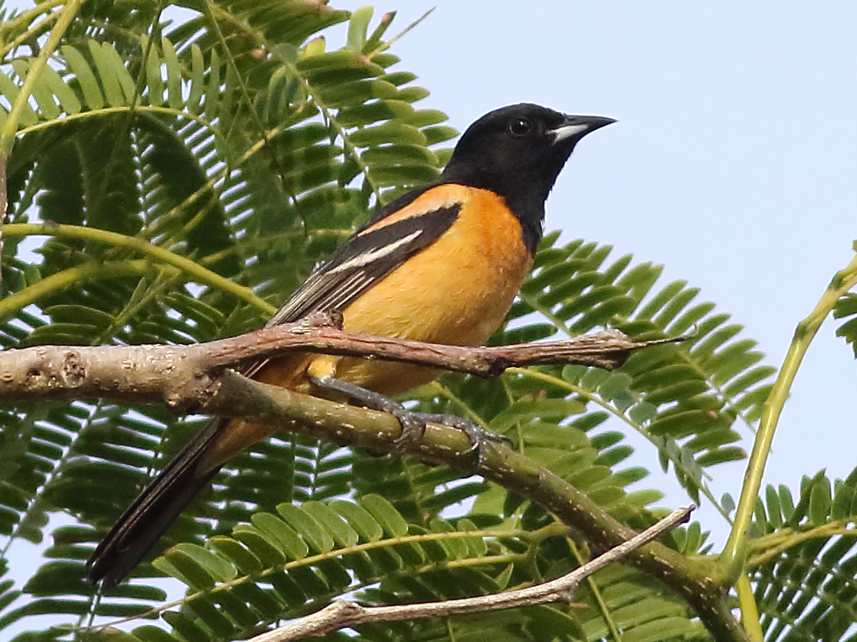 Orchard Oriole - Mark L. Hoffman