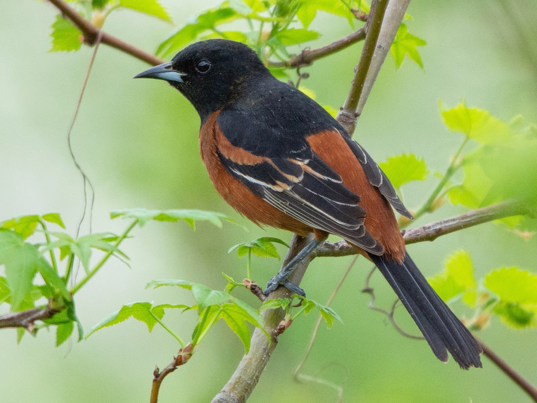 Similar Species to Hooded Oriole, All About Birds, Cornell Lab of