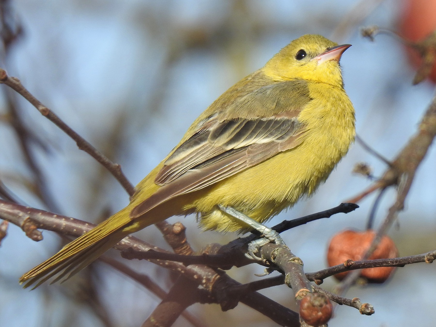 Orchard Oriole - Isaac  Denzer