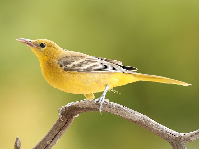 Oriole, Migratory, Songbird, Brightly Colored