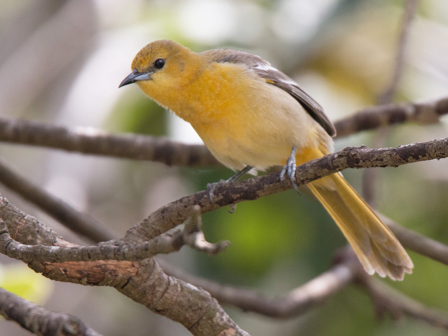 Hooded Oriole - Delaney Kempf