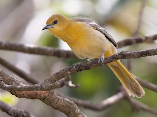 サバクムクドリモドキの剥製 ムクドリモドキ科 - Wikipedia