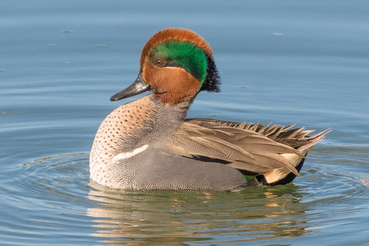 Green-winged Teal - ML306358661