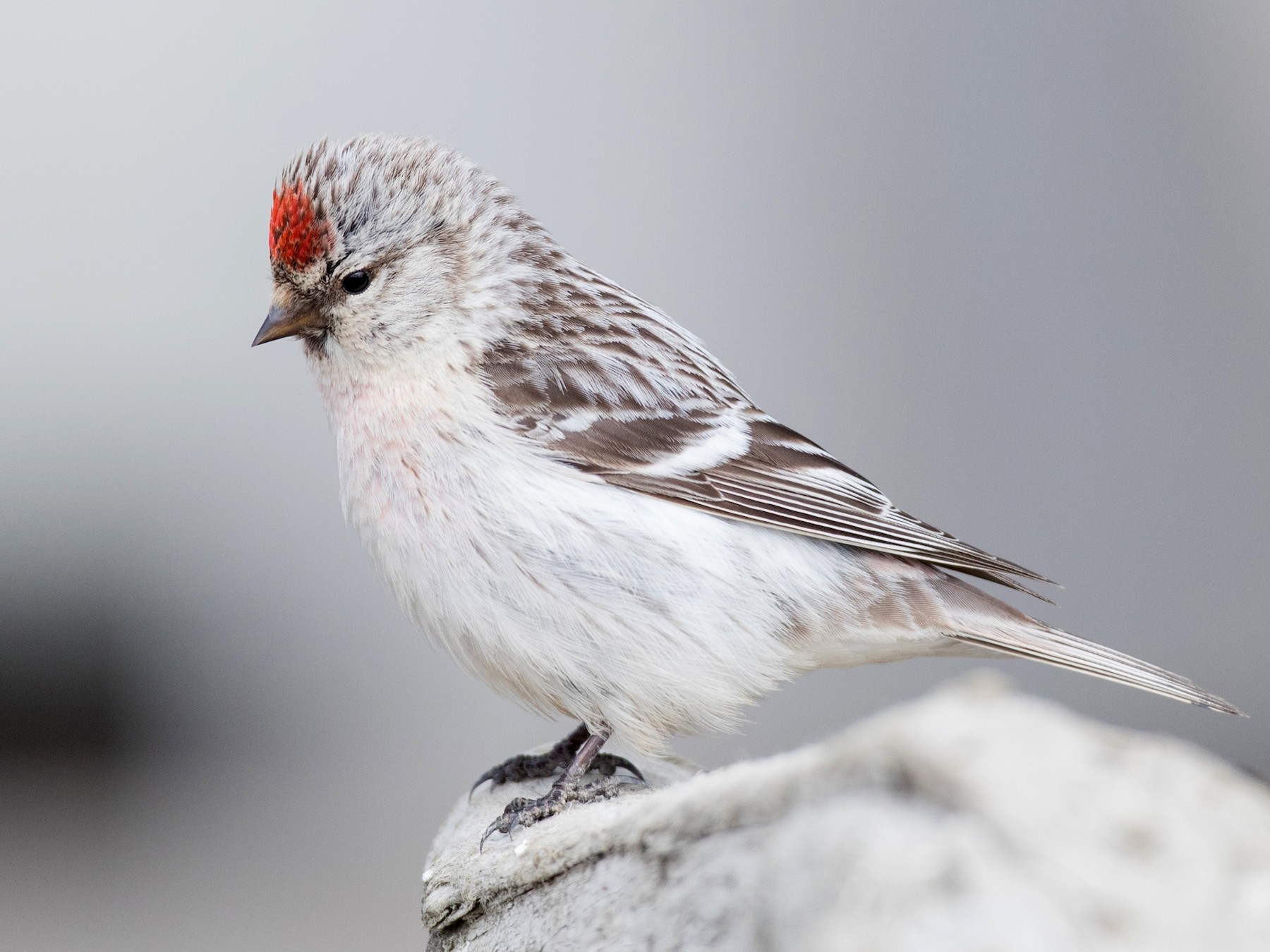 Hoary Redpoll - Ian Davies