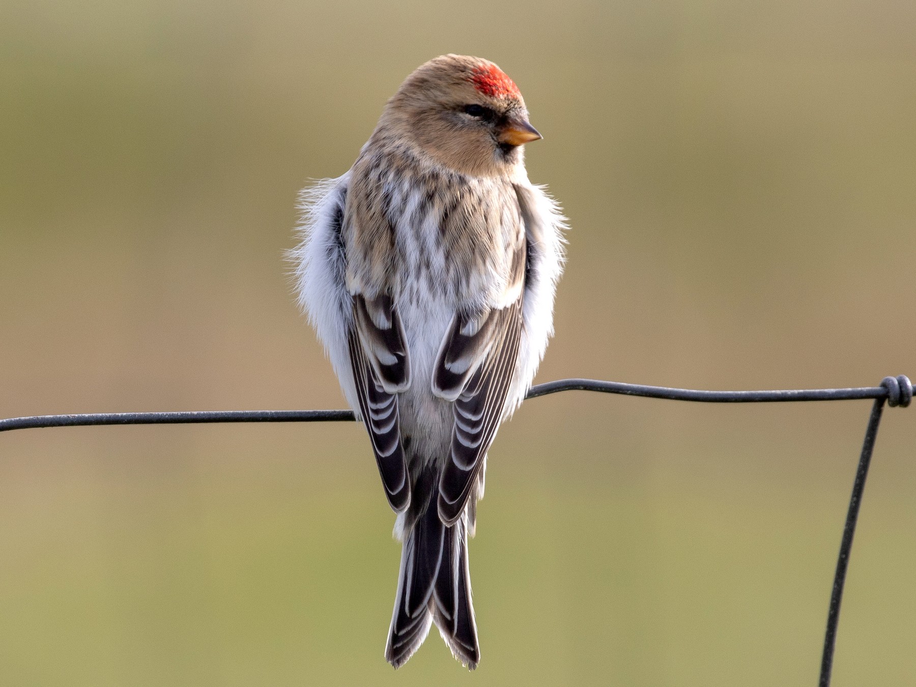 Hoary Redpoll - Daniel Gornall