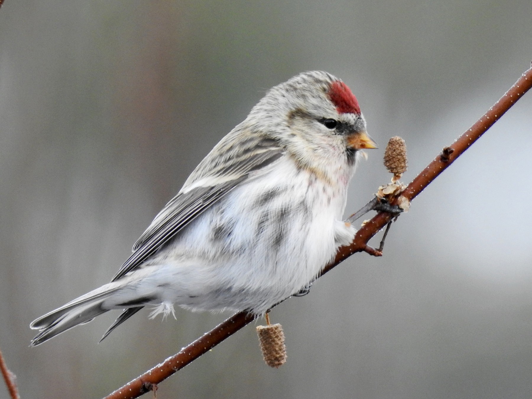 Hoary Redpoll - Weston Barker