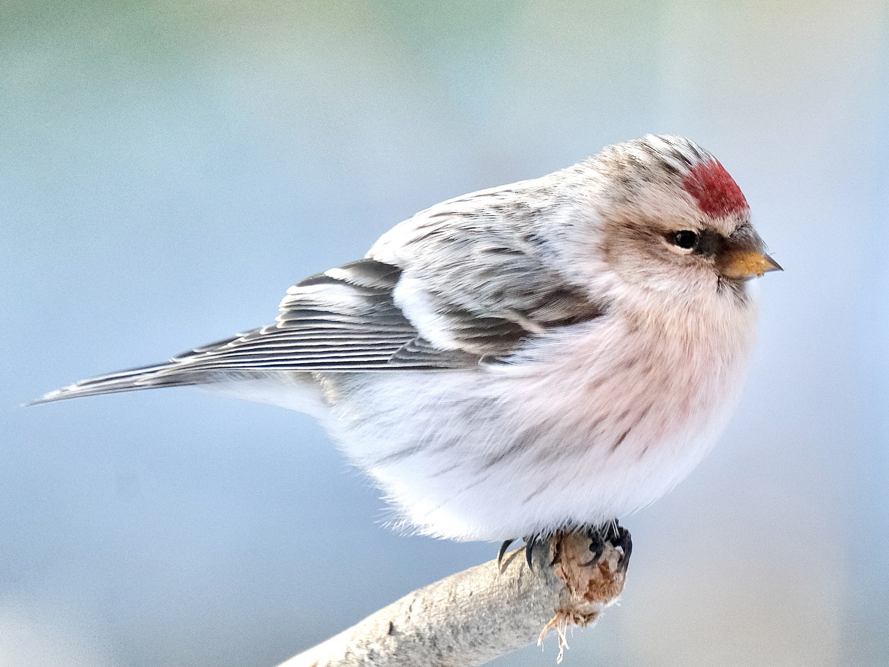 Hoary Redpoll - eBird