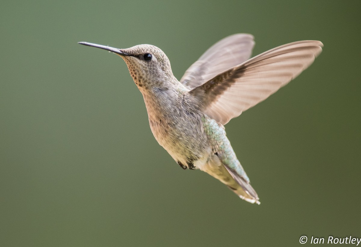Anna's Hummingbird - ML30636101