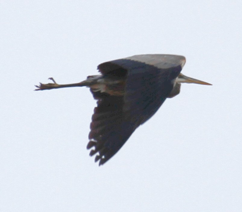Great Blue Heron - steve b