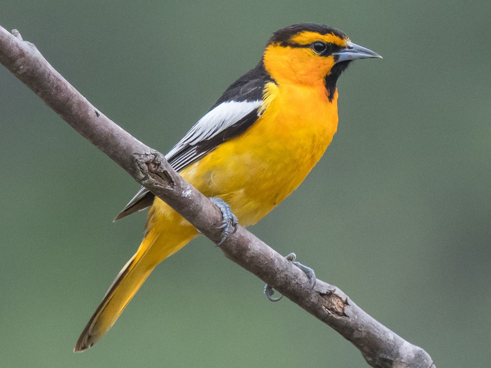 Bullock's Oriole  On the wild side of the Arkansas River valley