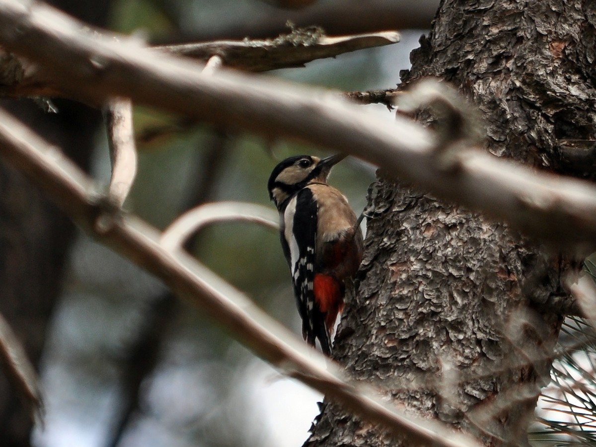 Great Spotted Woodpecker (Great Spotted) - Antonio Ceballos Barbancho
