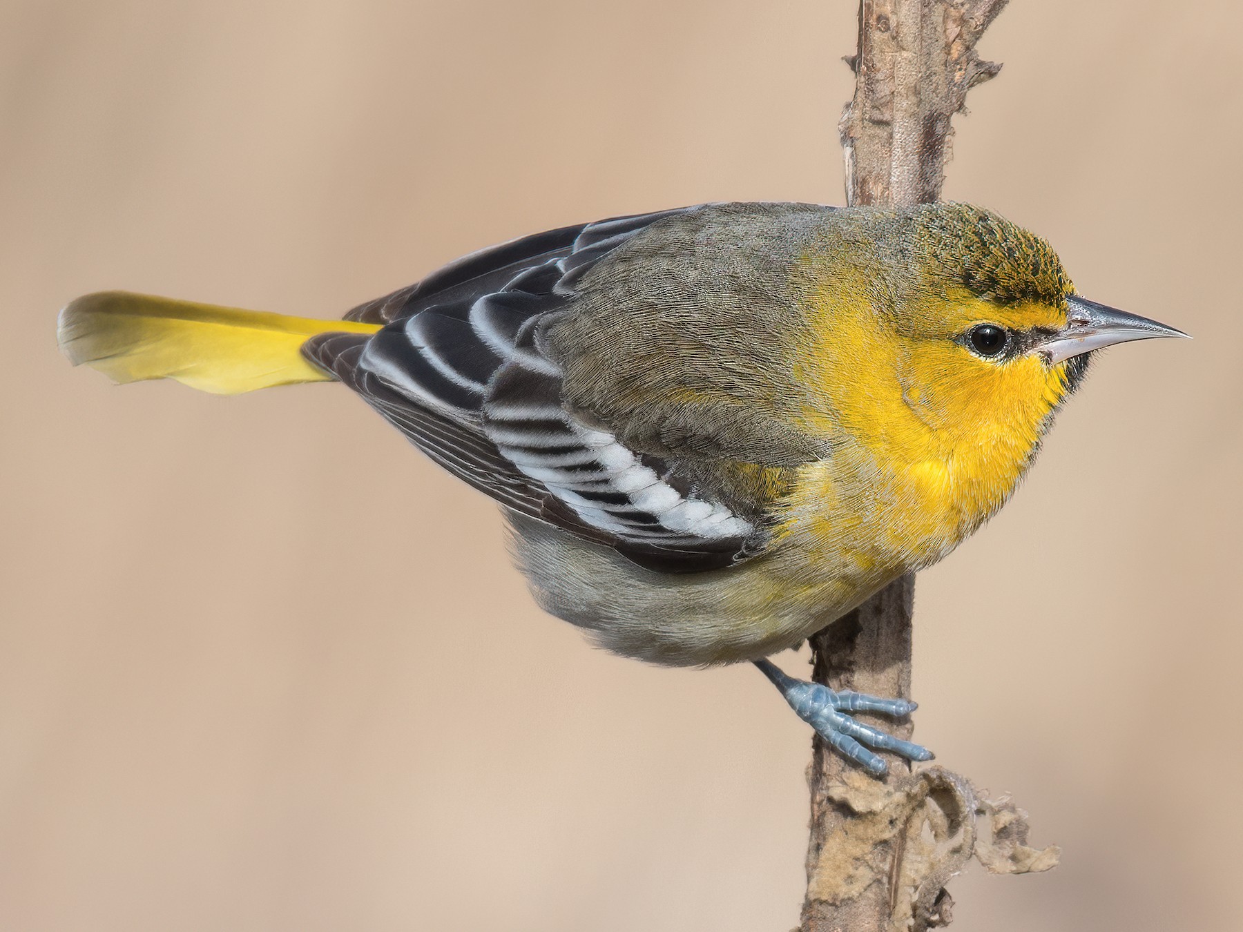 Bullock's Oriole - eBird