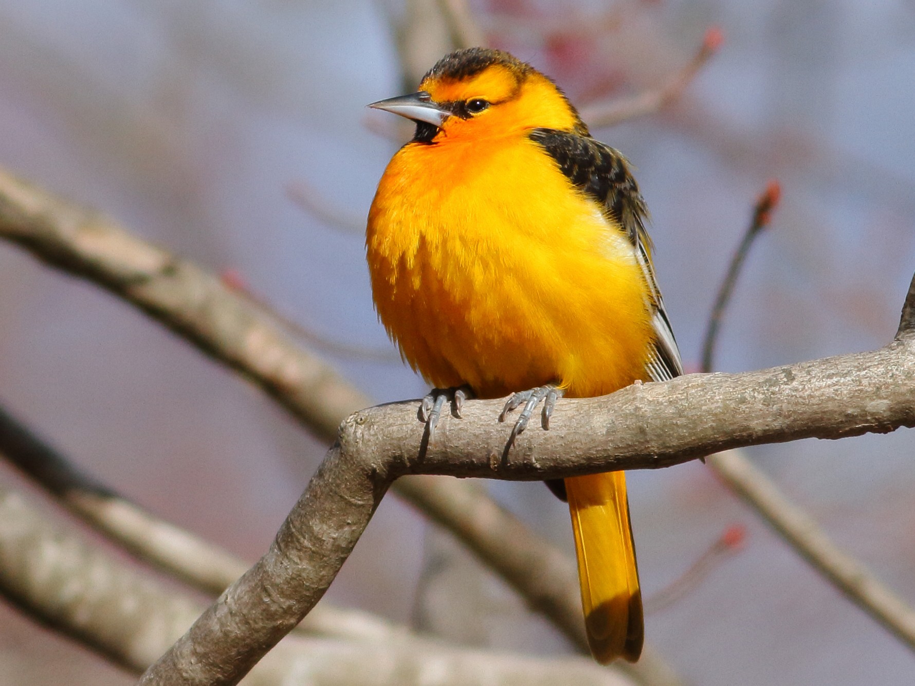 Bullock's Oriole  On the wild side of the Arkansas River valley