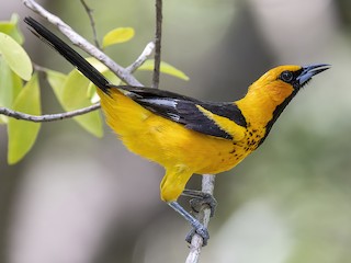  - Spot-breasted Oriole