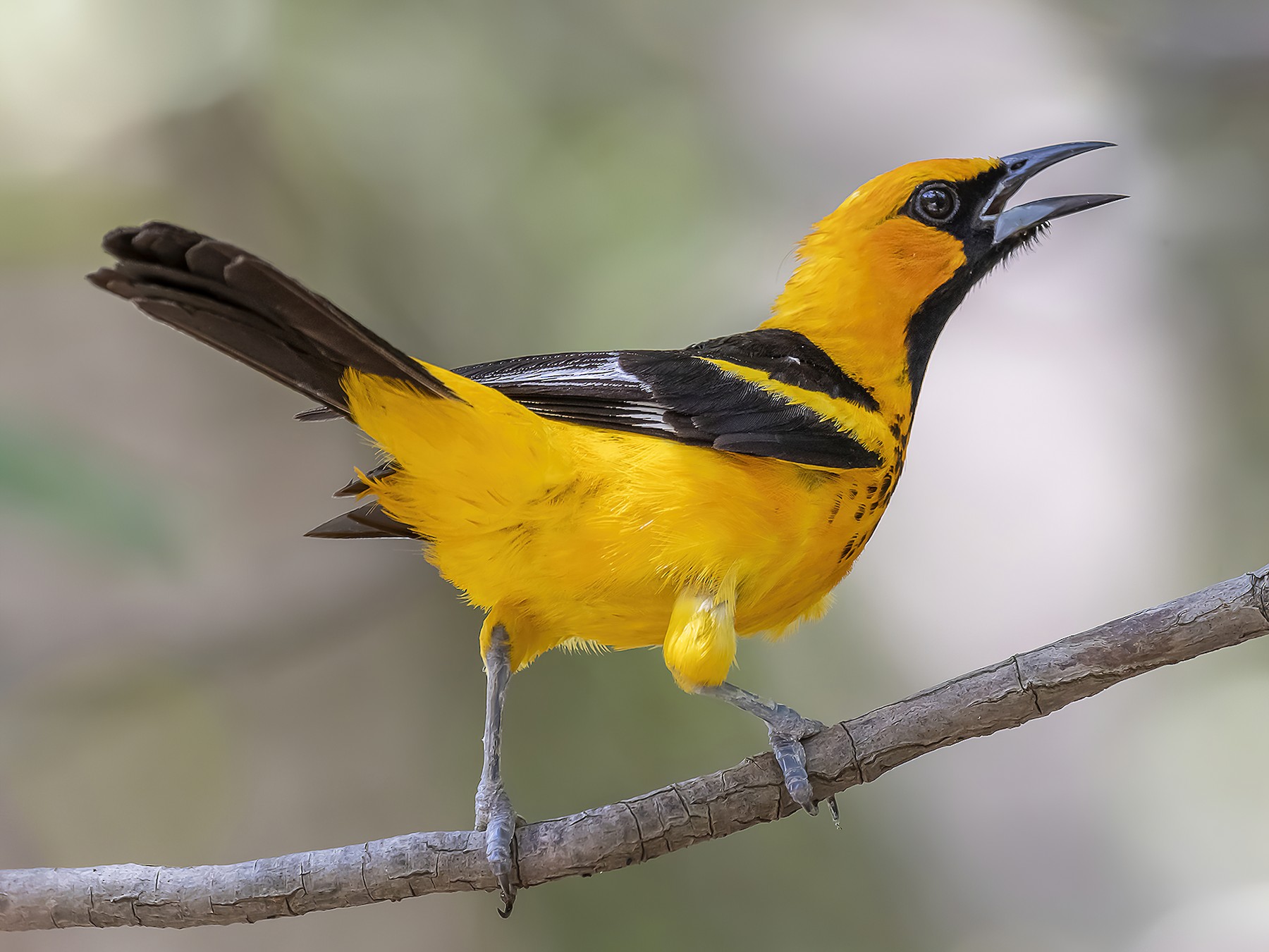 Spot-breasted Oriole - fernando Burgalin Sequeria