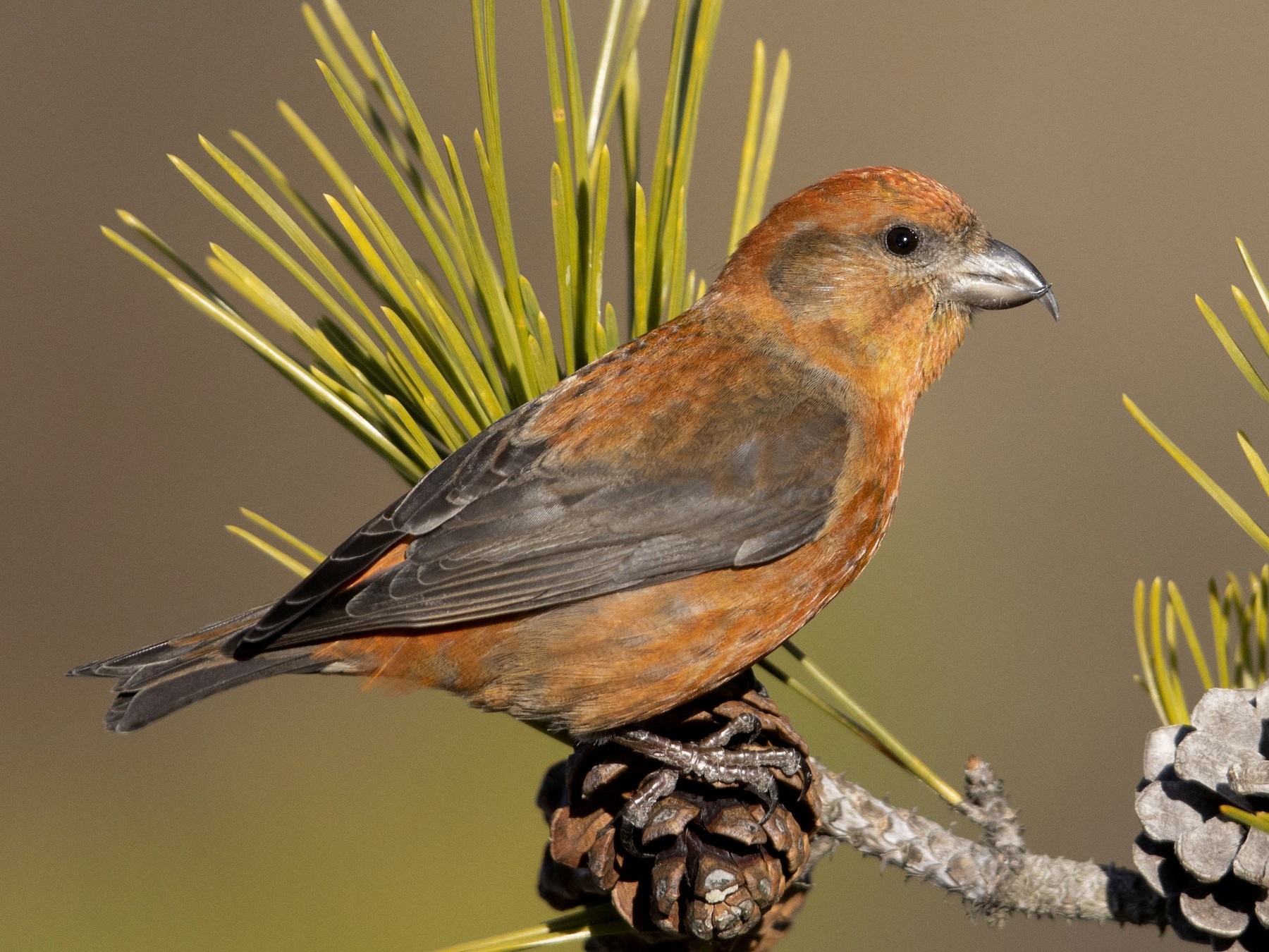 Red Crossbill - Michael Stubblefield