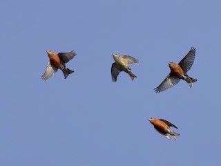 Flock - Michael Stubblefield - ML306364141