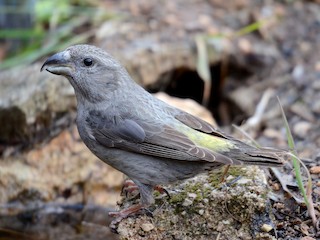 雌鳥/未成鳥 - Juan José  Bazan Hiraldo - ML306364161