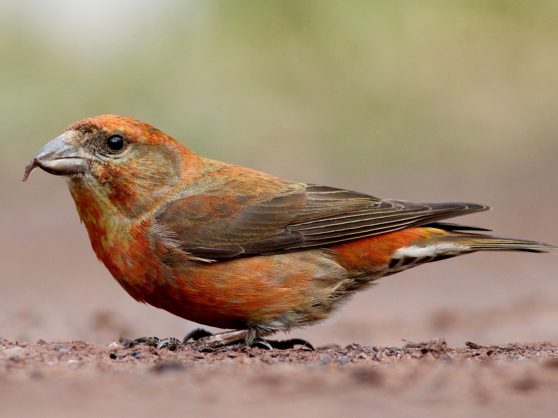 Red Crossbill - Theo Staengl