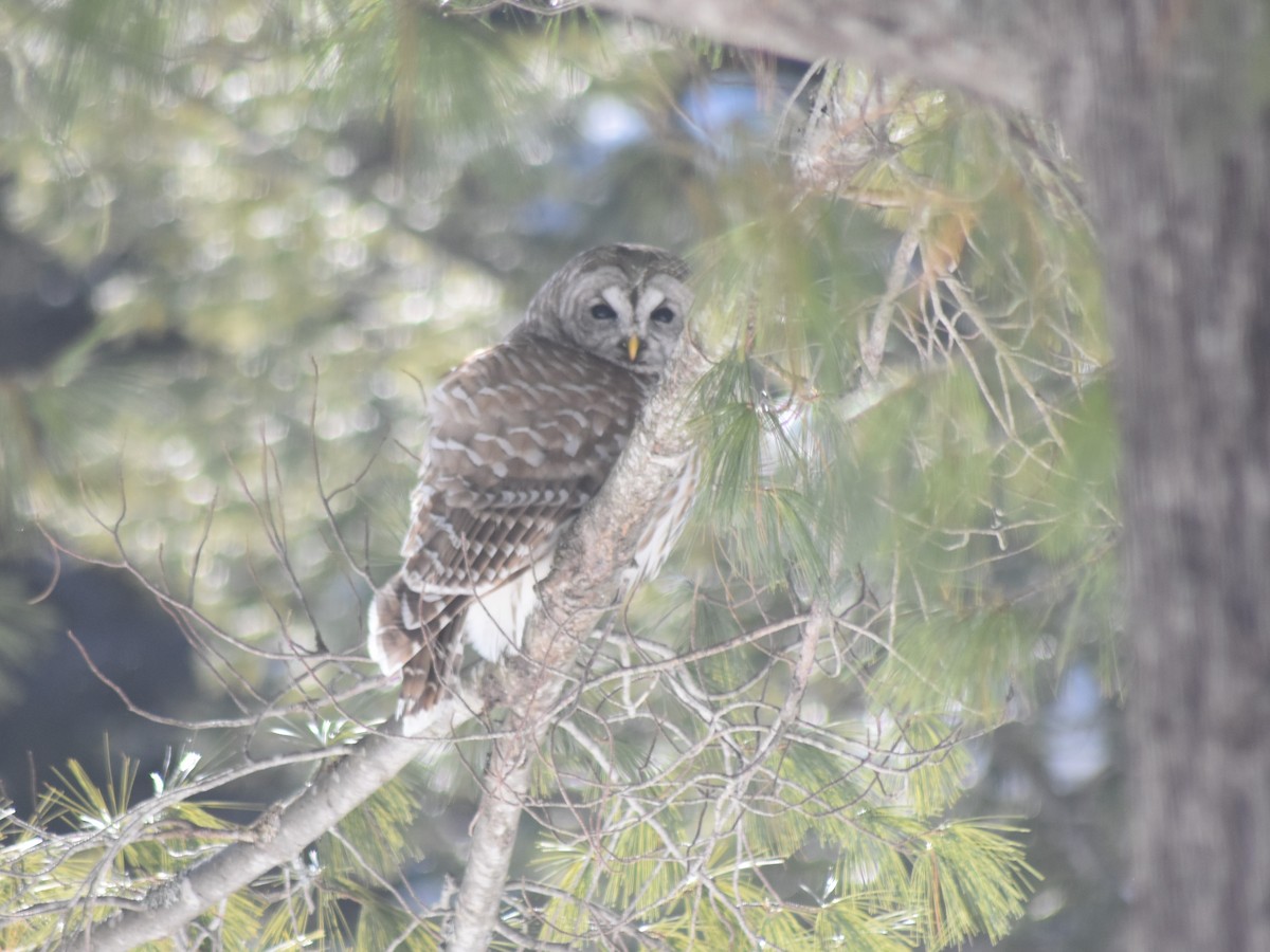 Barred Owl - ML306365041
