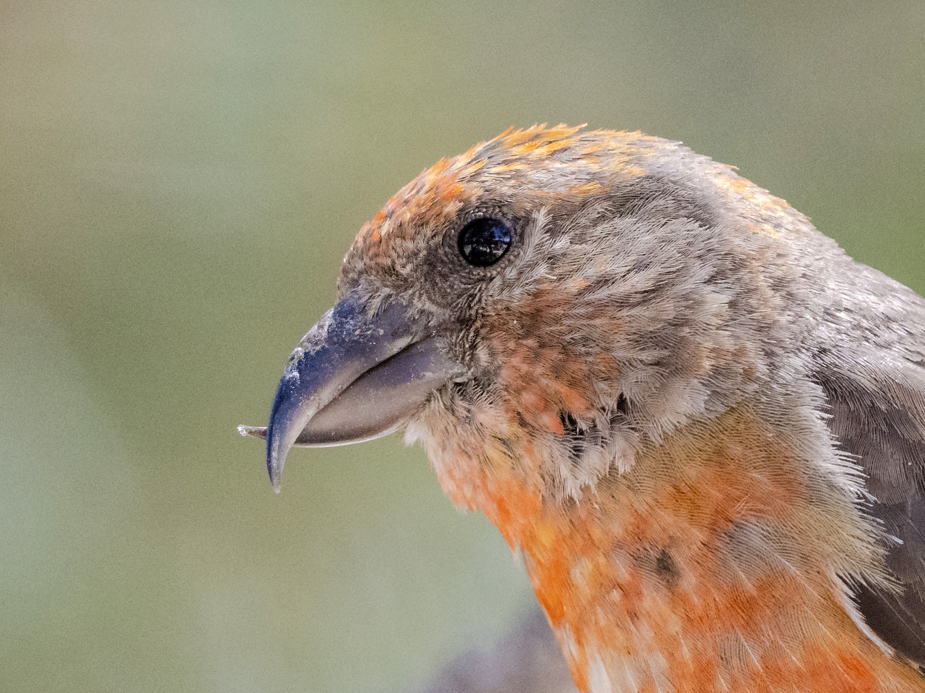 Red Crossbill - Bryan Calk