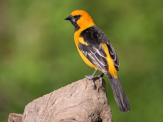 サバクムクドリモドキの剥製 ズアカムクドリモドキ - eBird