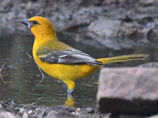 サバクムクドリモドキの剥製 ズアカムクドリモドキ - eBird