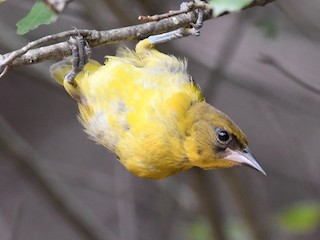 Молодая птица (Audubon's) - Simon Kiacz - ML306368131