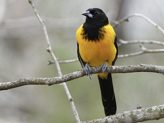 Взрослая (Audubon's) - Richard H - ML306368141