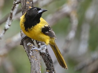 Adult (Audubon's) - Bryan Calk - ML306368161
