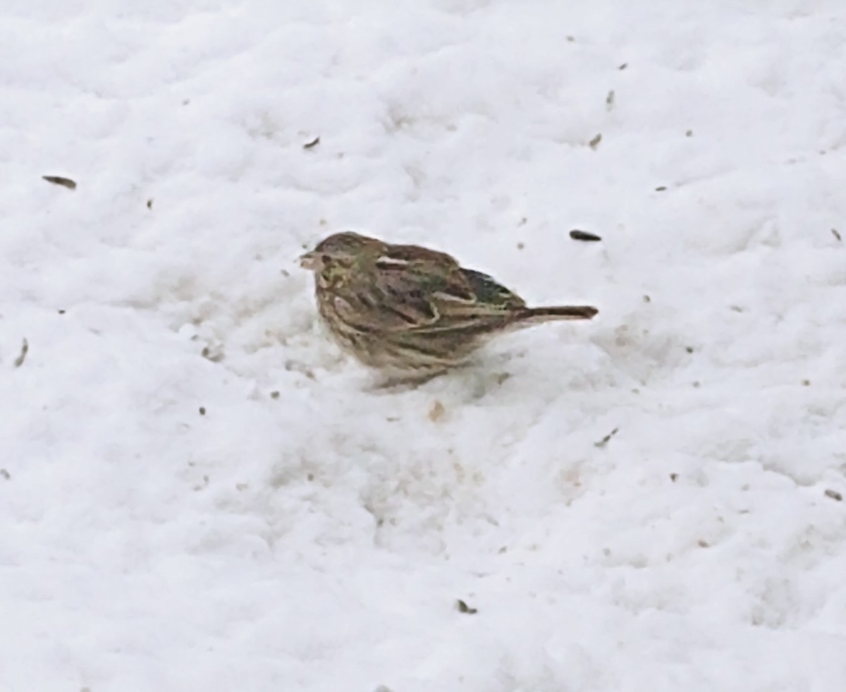 Savannah Sparrow - ML306368811