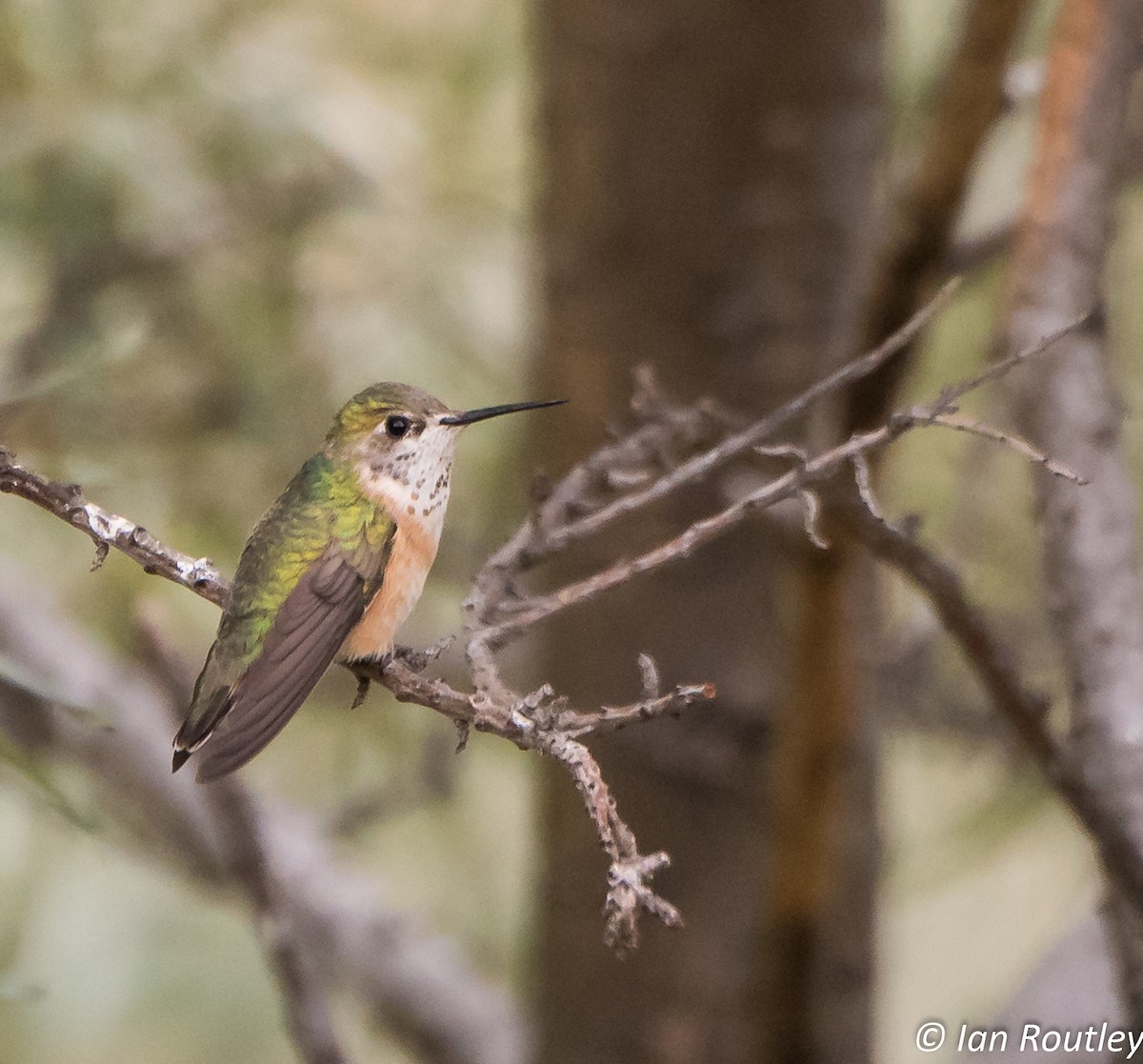 Calliope Hummingbird - ML30637341