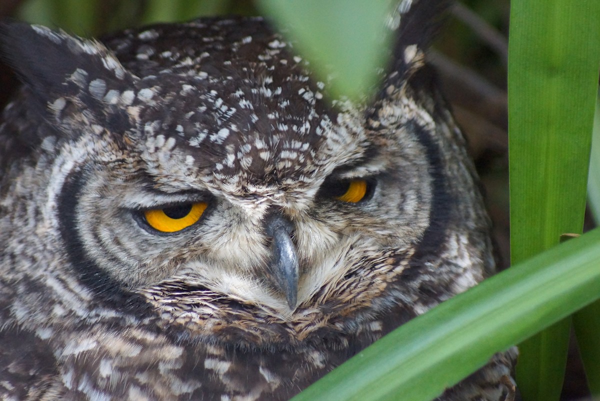 Spotted Eagle-Owl - Ryan Zucker