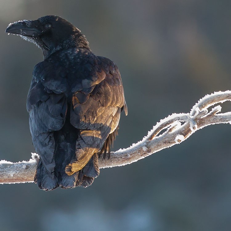 Common Raven - www.aladdin .st