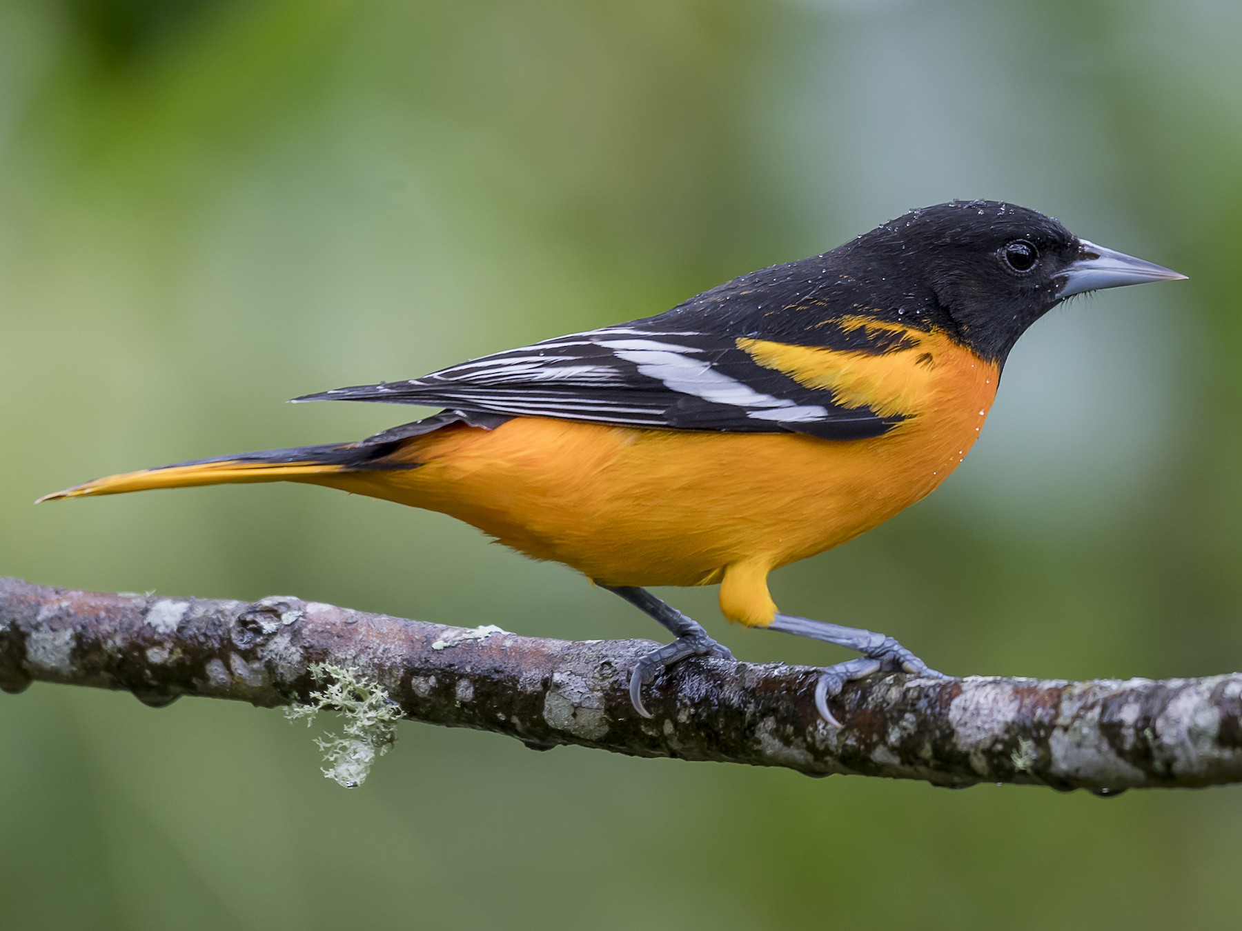 Baltimore Oriole - fernando Burgalin Sequeria