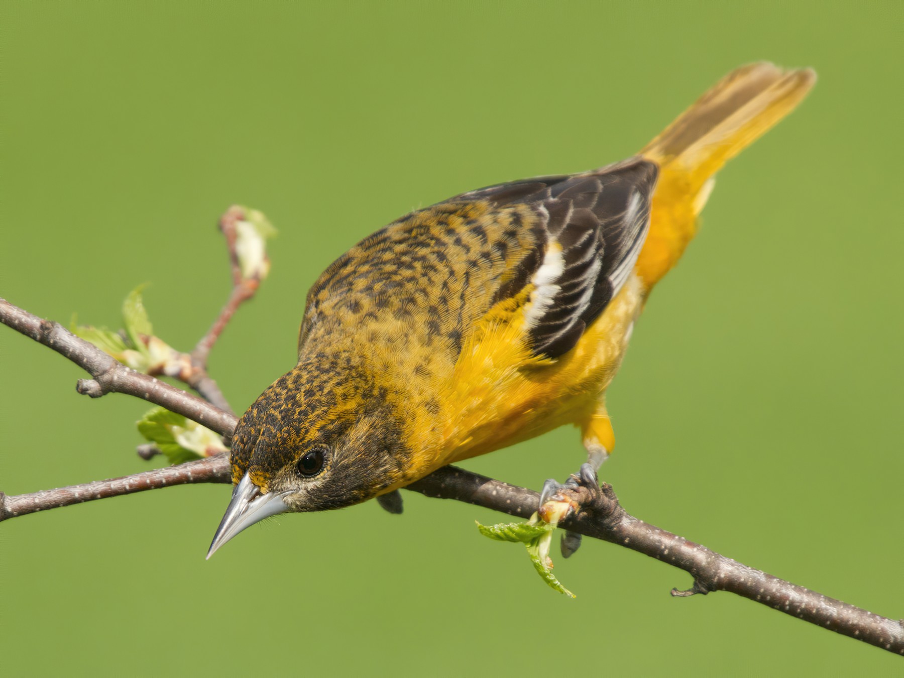  Vintage Oriole bird common in Baltimore Maryland