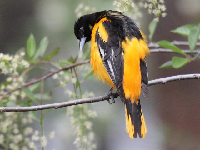 Download A bright orange Baltimore Orioles Bird perched on a branch
