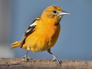 ボルチモアムクドリモドキ - eBird
