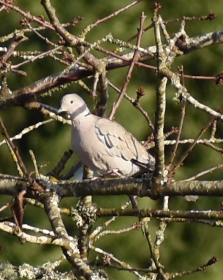 Eurasian Collared-Dove - ML306382001