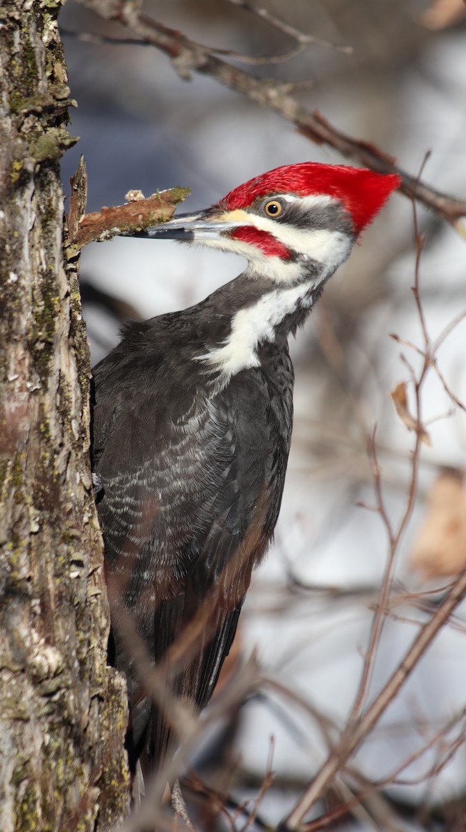 Pileated Woodpecker - Lyse Samson