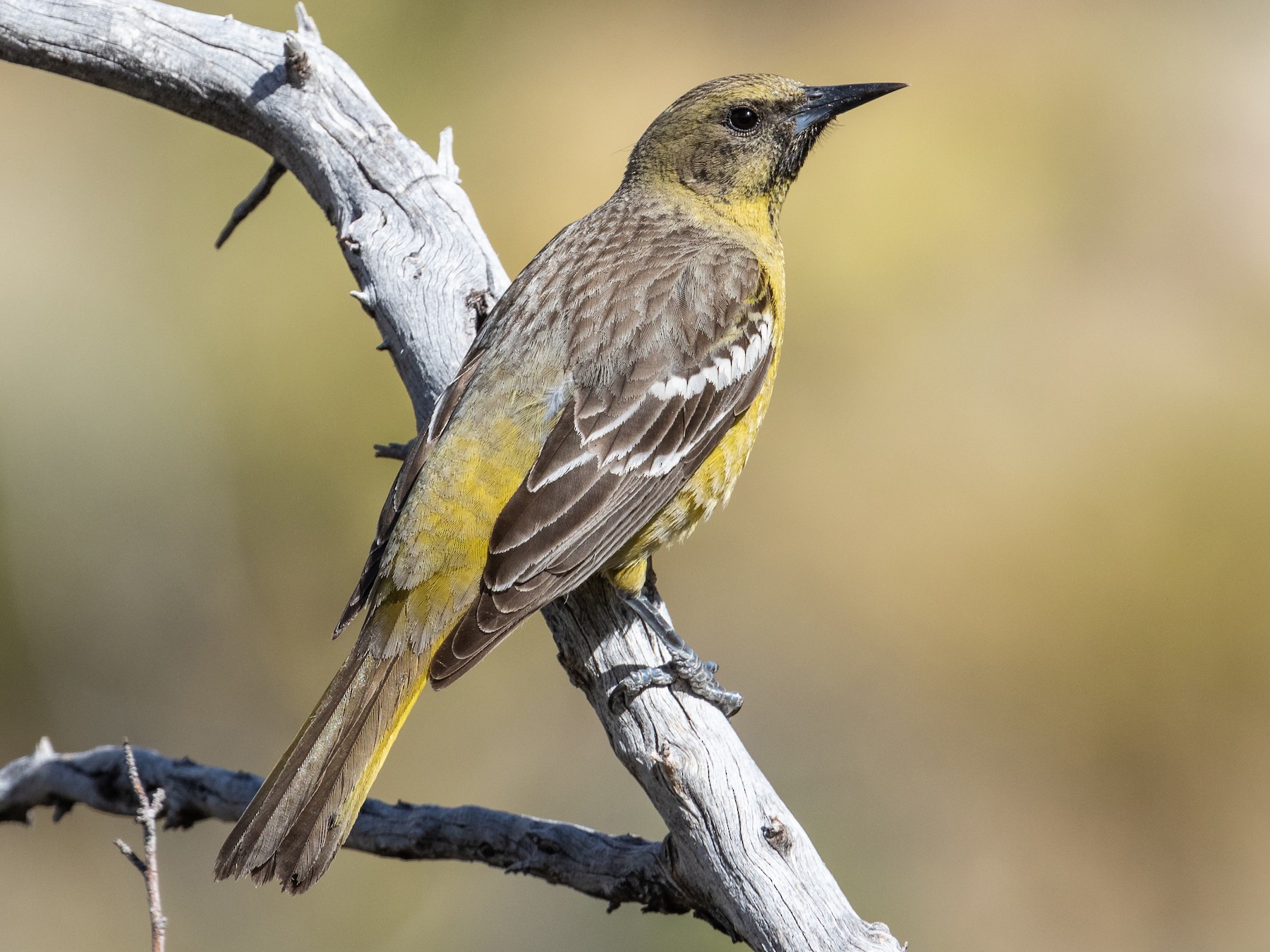 Scott's Oriole - Mike Andersen