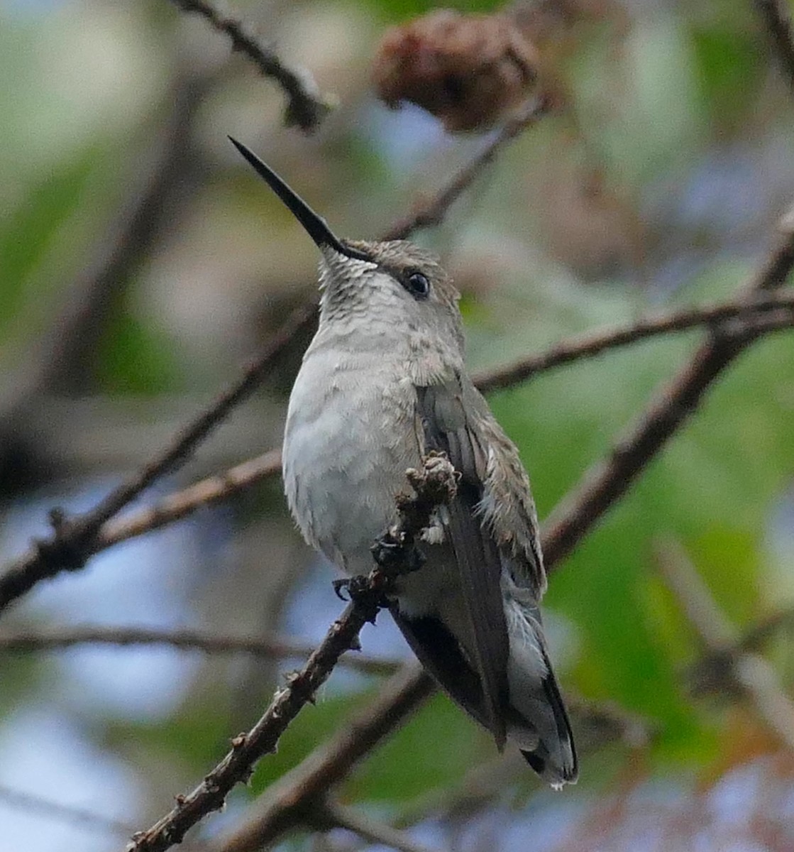 Black-chinned Hummingbird - Ron Smith