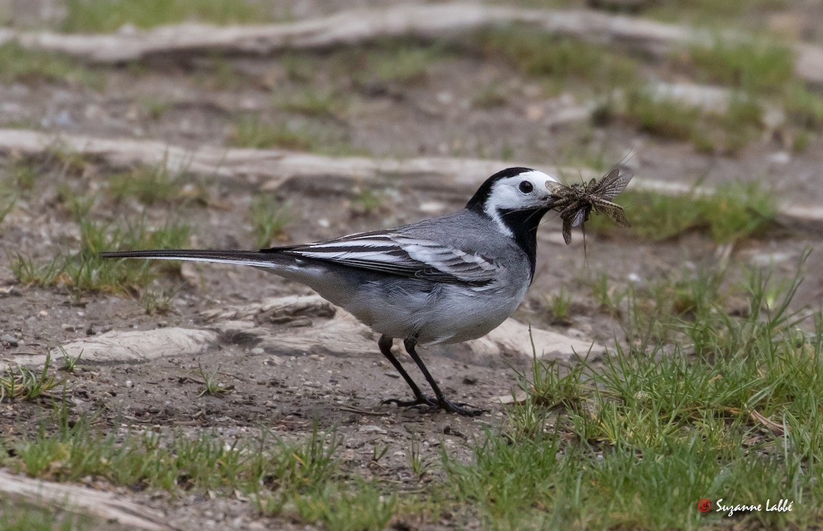 White Wagtail - Suzanne Labbé