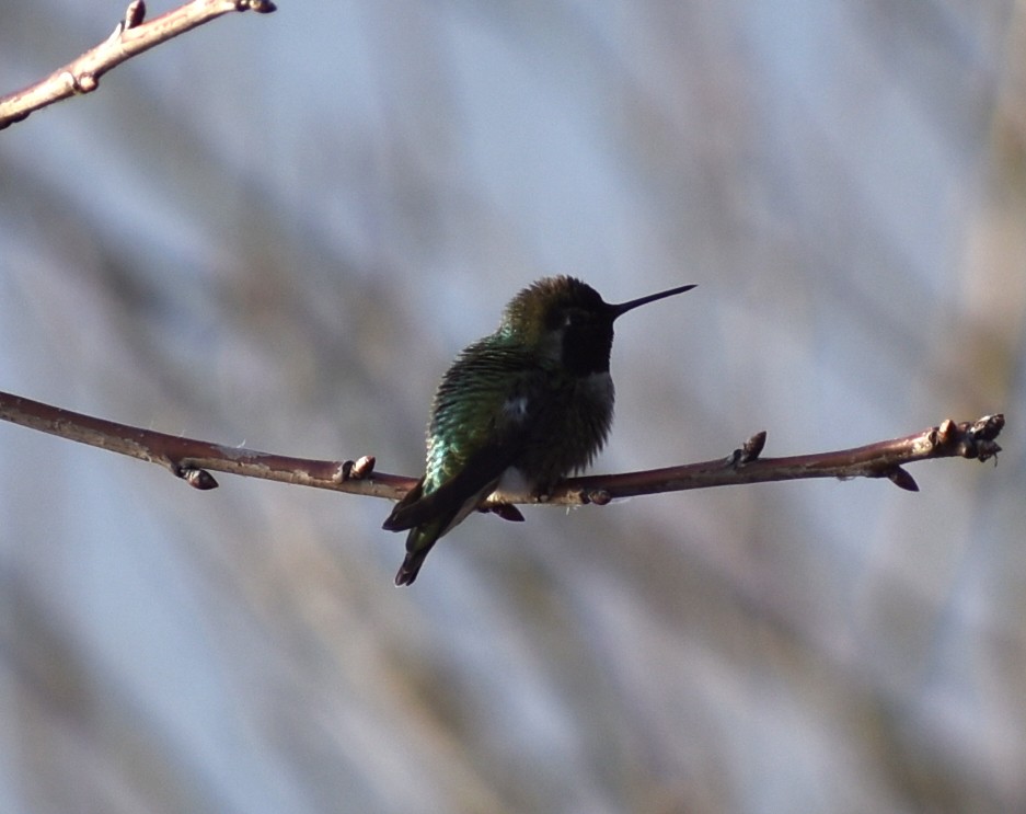 Anna's Hummingbird - ML306389561