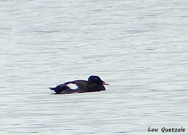 White-winged Scoter - Louise Courtemanche 🦅