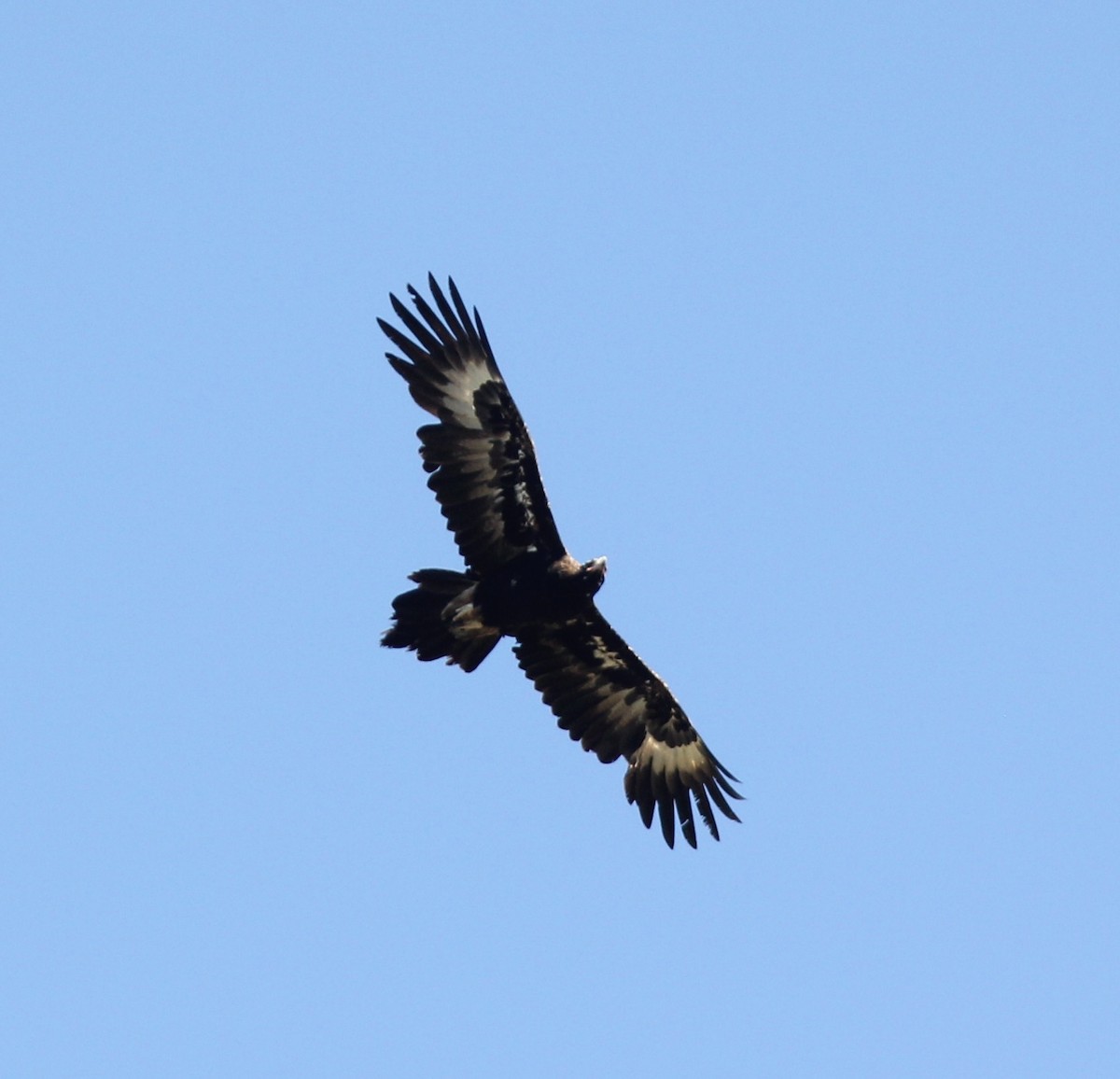 Wedge-tailed Eagle - ML306391101