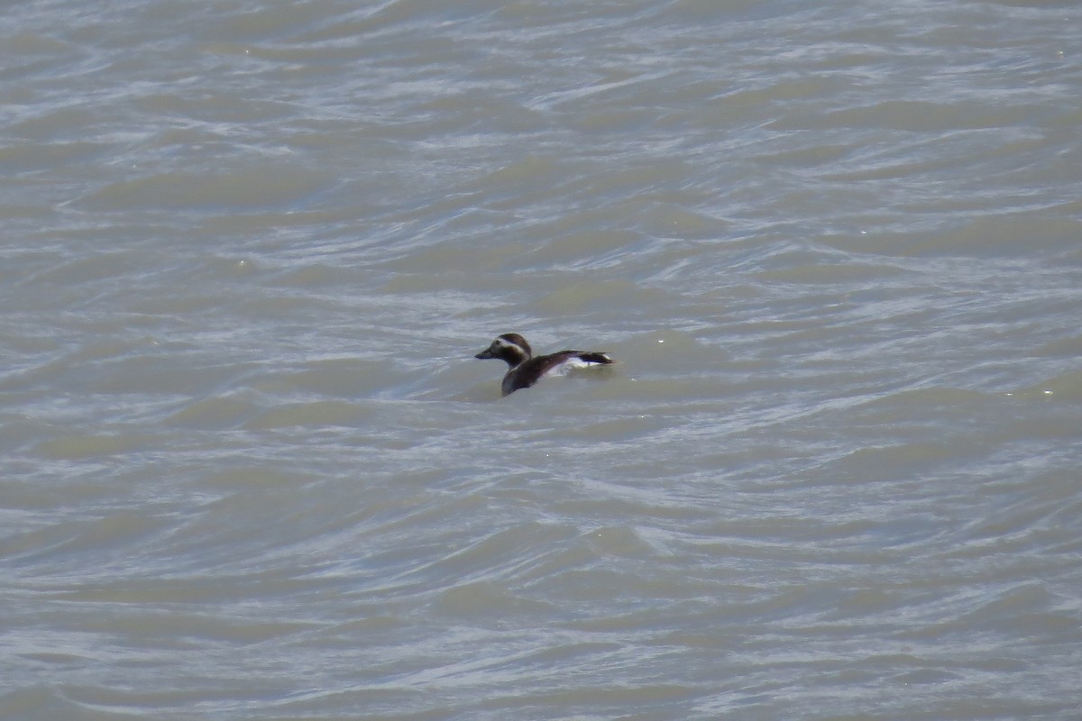 Long-tailed Duck - Beth Hill